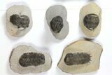 Lot: Assorted Devonian Trilobites - Pieces #119905-2